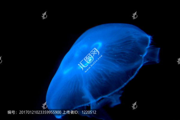 發(fā)光的水母