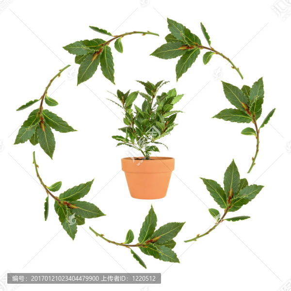 灣草