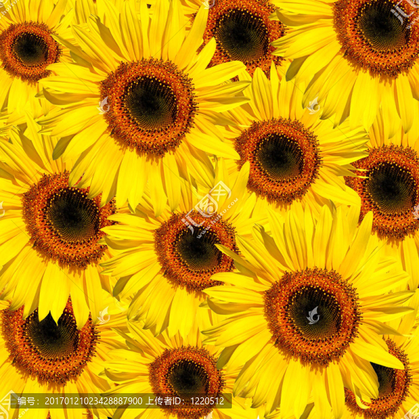 向日葵的群眾-匯圖網(wǎng) www.fosd68.com 向日葵的群眾
