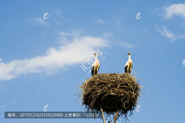在一個(gè)巢，鸛