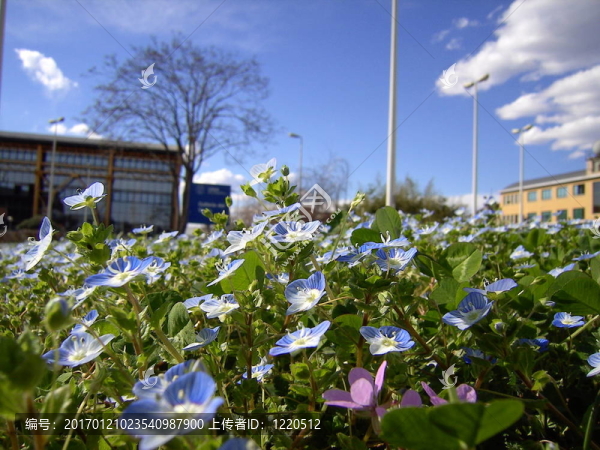 小藍色的花像天空