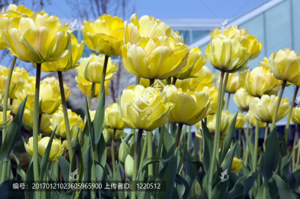 郁金香