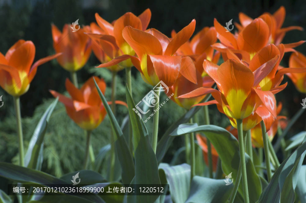 郁金香
