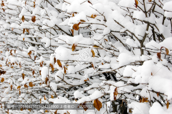 布什樹枝上的雪