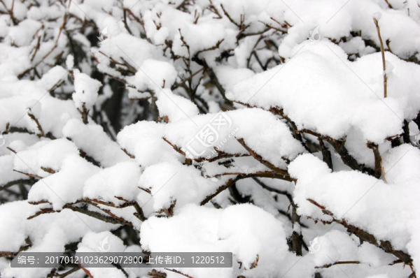 布什樹枝上的雪