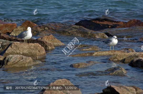 兩海鷗