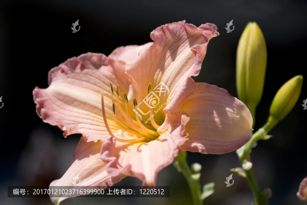 美麗的淡玫瑰色的花