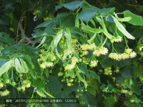 石灰花-匯圖網(wǎng) www.fosd68.com 石灰花