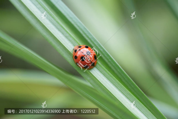瓢蟲