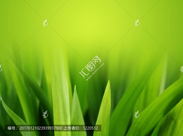 郁郁蔥蔥的草