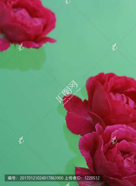 玫瑰漂浮