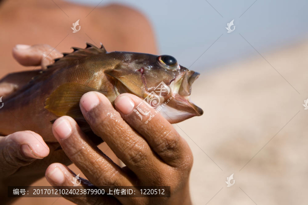 男孩和魚