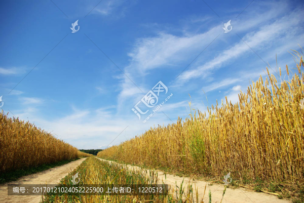 領(lǐng)域