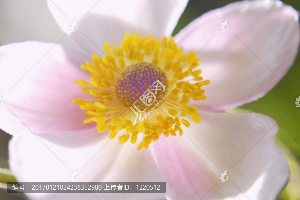 日本銀蓮花