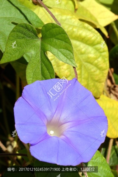 紫色的牽牛花