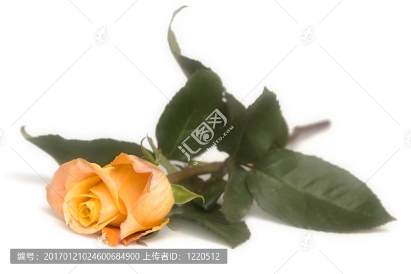 黃玫瑰