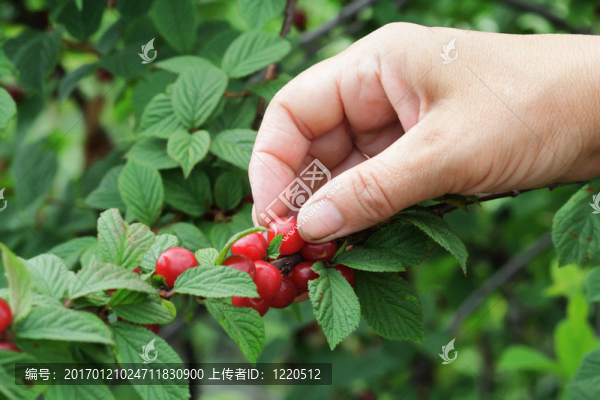 收集漿果