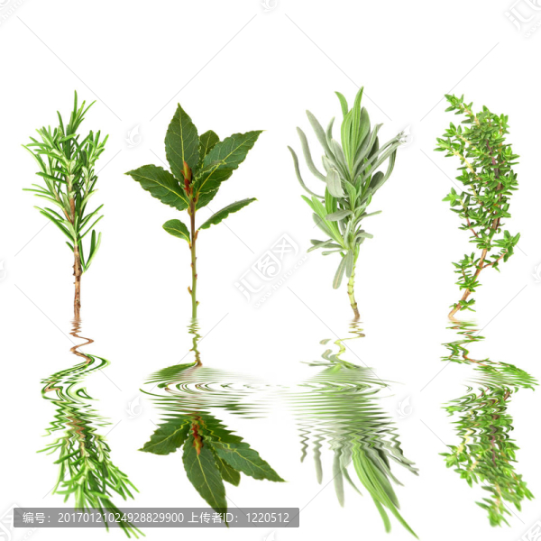 草本植物，葉的選擇