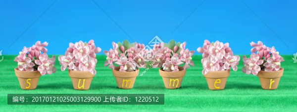 夏花的縮影