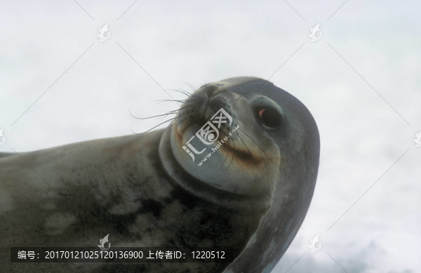 海狗