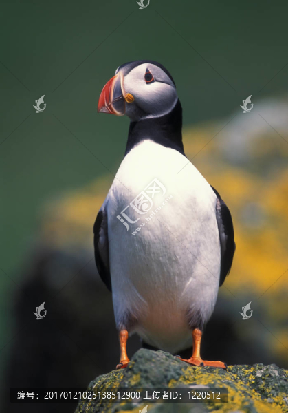 海雀