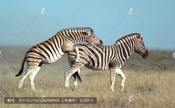 兩只斑馬