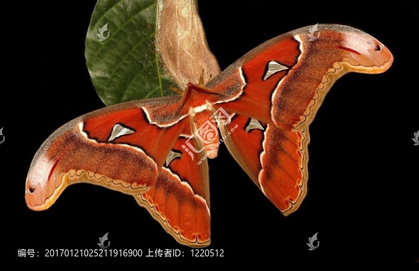 Atlas,Moth（馬里波薩）