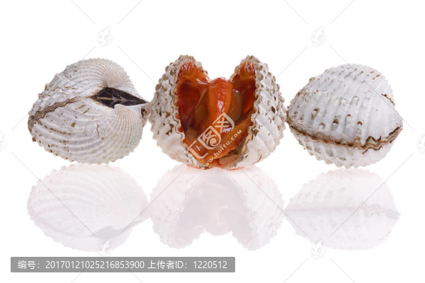 鮮蚶