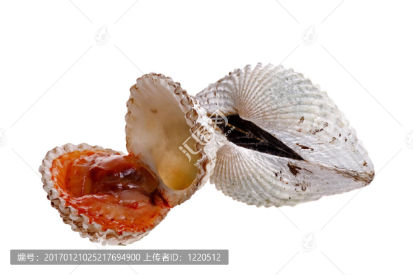鮮蚶