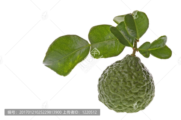青檸葉宏