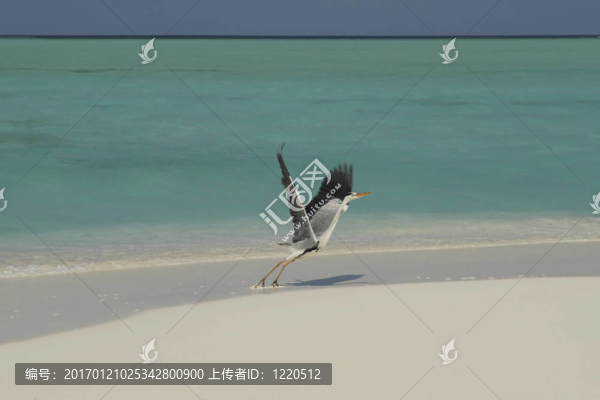 海鷗
