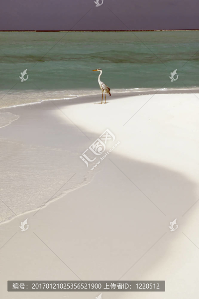 在馬爾代夫島海灘海鷗