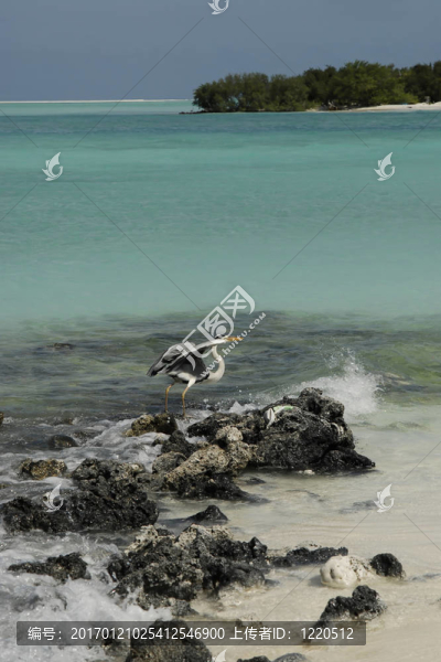 在馬爾代夫島海灘海鷗