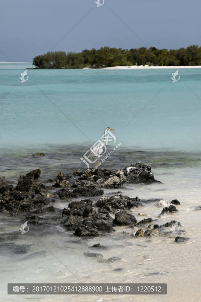 在馬爾代夫島海灘海鷗
