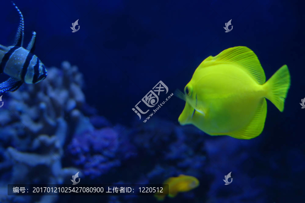 熱帶水族館