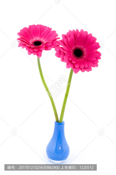 在藍(lán)色的花瓶?jī)蒅erber
