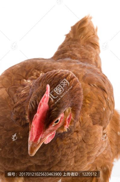 好奇的