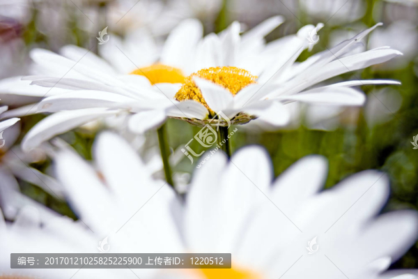 雛菊