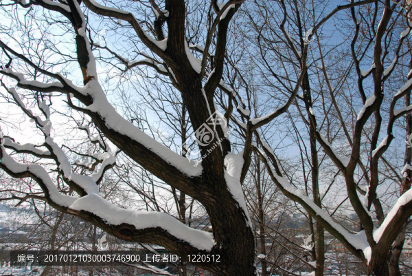 冬天的樹枝