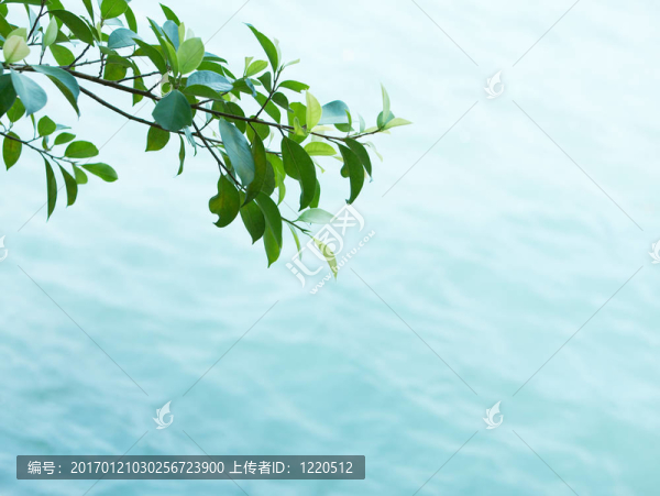 水的紋理