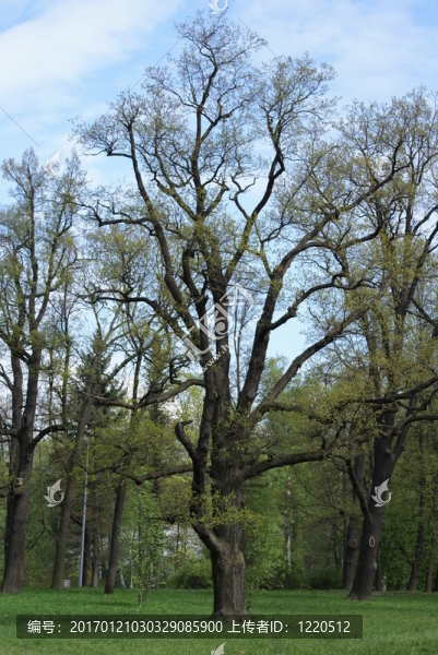 老公園里的春天