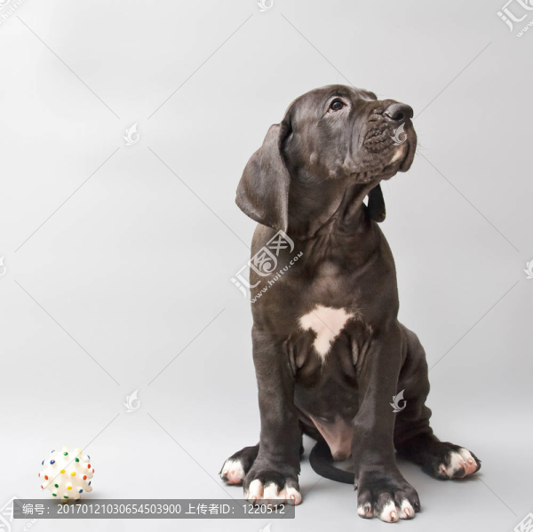 一個(gè)德國(guó)的藏獒幼犬