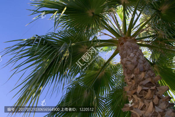 海灘上的棕櫚樹