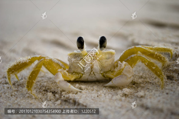 螃蟹近1-匯圖網(wǎng) www.fosd68.com 螃蟹近1