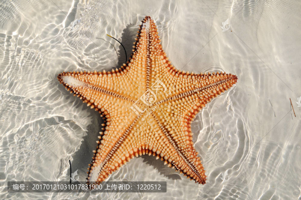 海星倒掛