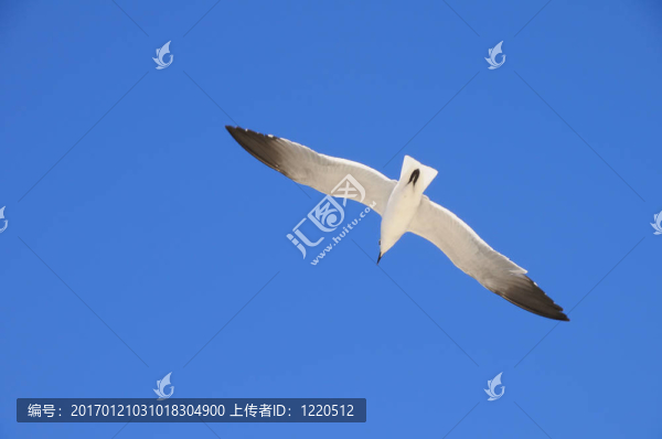 海鷗飛