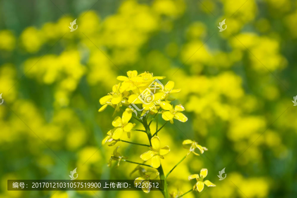 黃色的花
