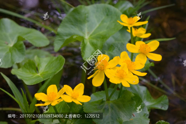 沼澤的花