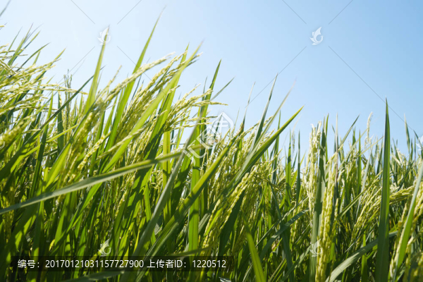 稻田