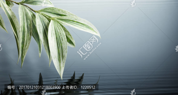 水葉